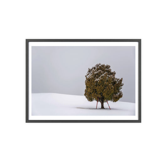 LONELY TREE (wooden frame)