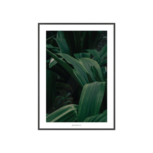 PLANTS (wooden frame)